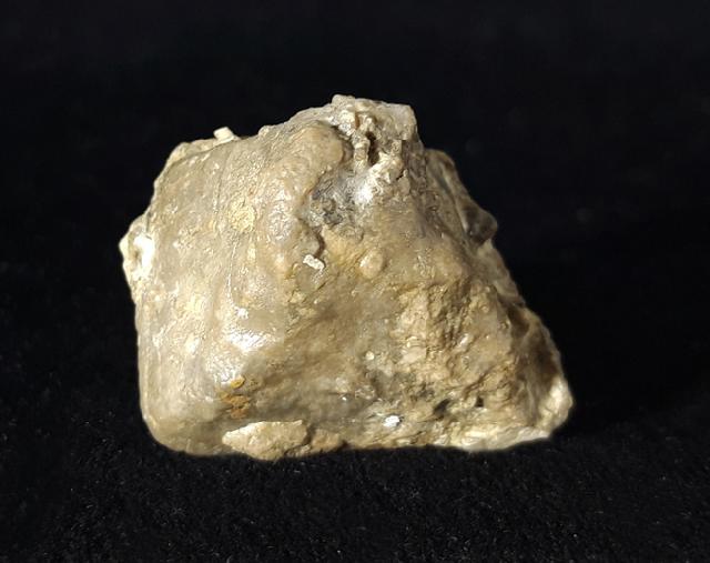 Goniophyllum pyramidale (HISINGER 1831) - Bild © FossNet FossilienStore